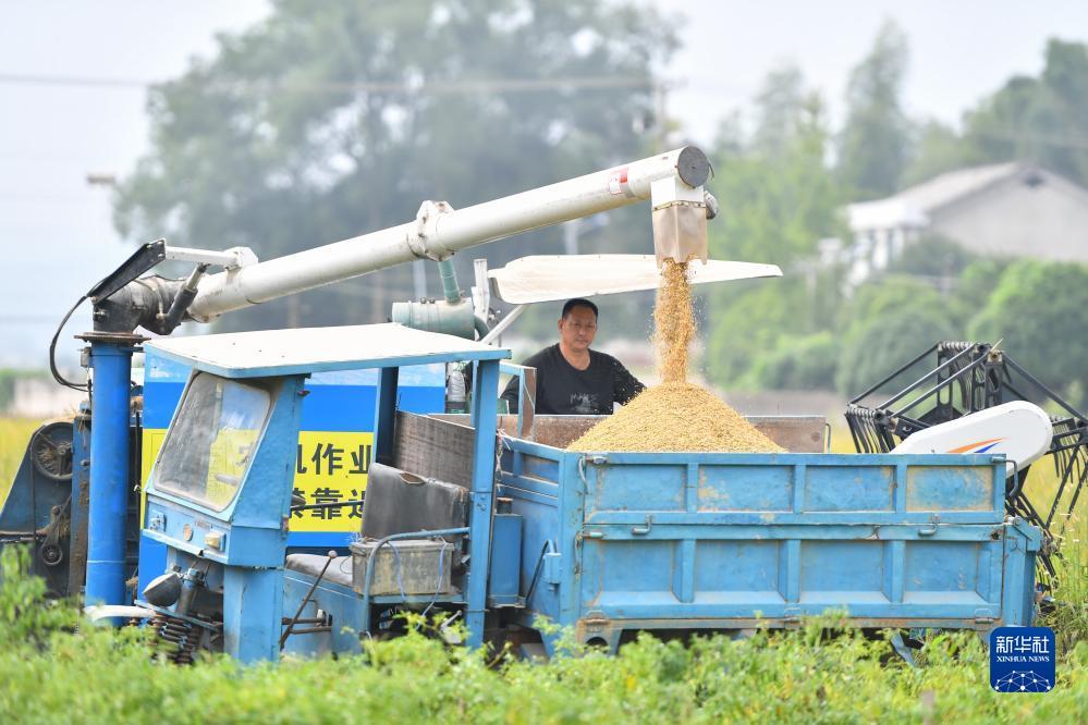 龙珠探宝上下分微信